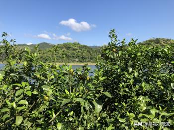 钓鱼天堂！这么大的原生态水库，免费钓，天天来都愿意  -图17