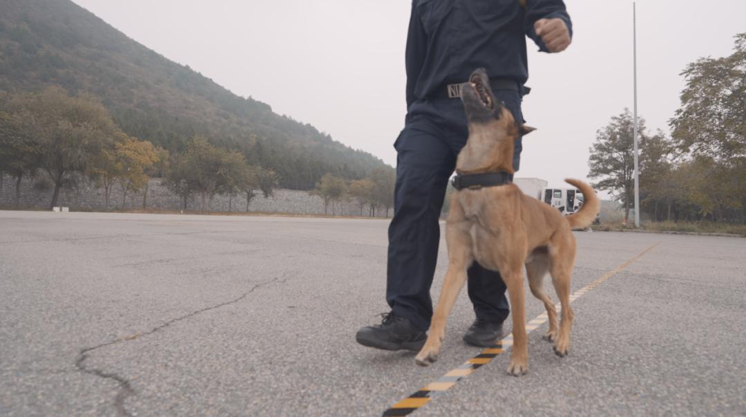 中国警犬界奥运会，时隔六年重启，巅峰对决，哪汪更强？  -图5