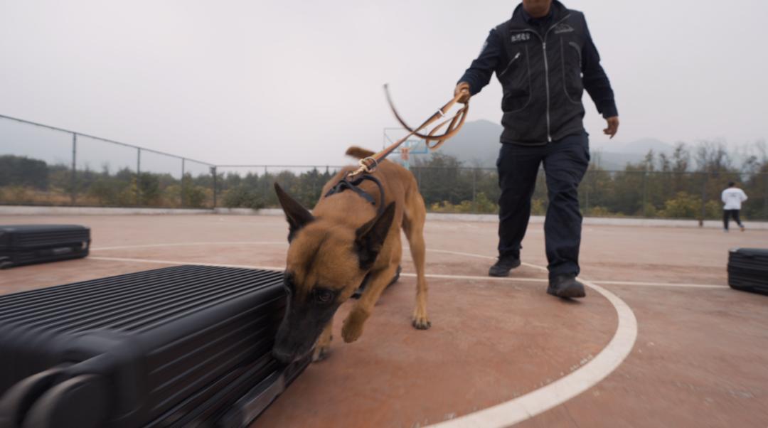 中国警犬界奥运会，时隔六年重启，巅峰对决，哪汪更强？  -图7