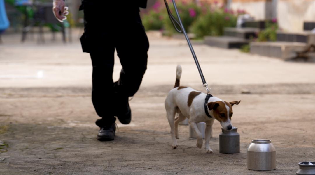 中国警犬界奥运会，时隔六年重启，巅峰对决，哪汪更强？  -图9