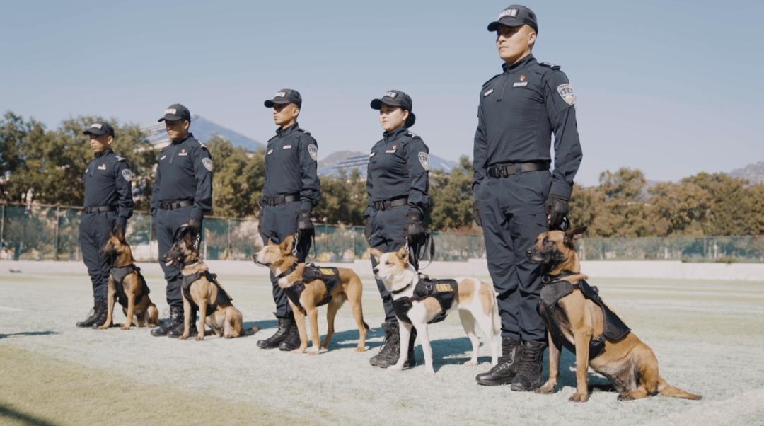 中国警犬界奥运会，时隔六年重启，巅峰对决，哪汪更强？  -图30